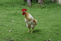 Rooster